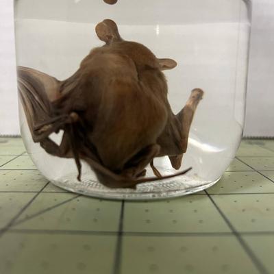 Glass Jar Specimen - Bat 