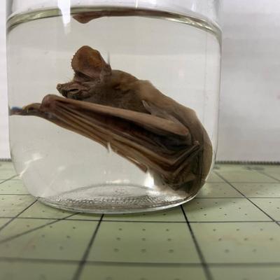 Glass Jar Specimen - Bat 