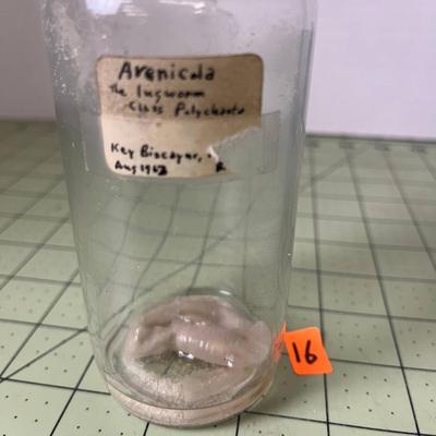 Glass Jar Specimen - Arenicola
