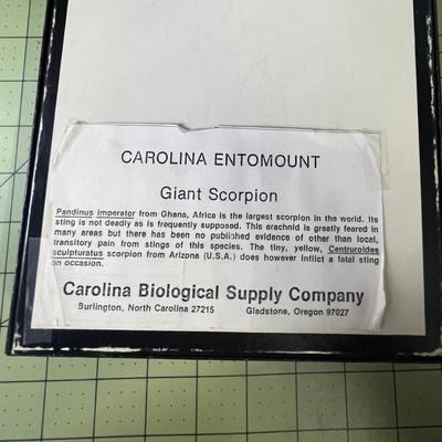 Box Frame Specimen - Giant Scorpion