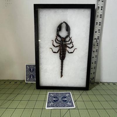 Box Frame Specimen - Giant Scorpion