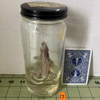 Glass Jar Specimen - Lizard