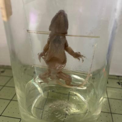 Glass Jar Specimen - Lizard