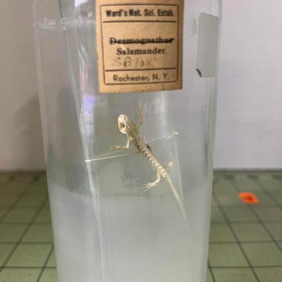 Glass Jar Specimen - Salamander