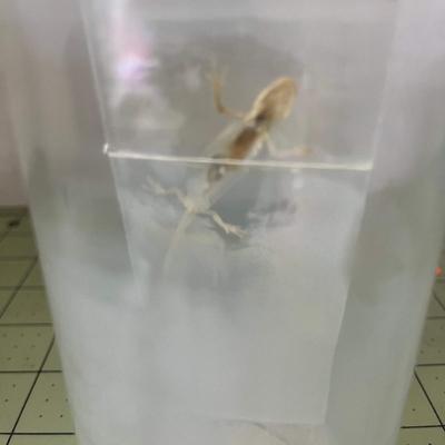 Glass Jar Specimen - Salamander