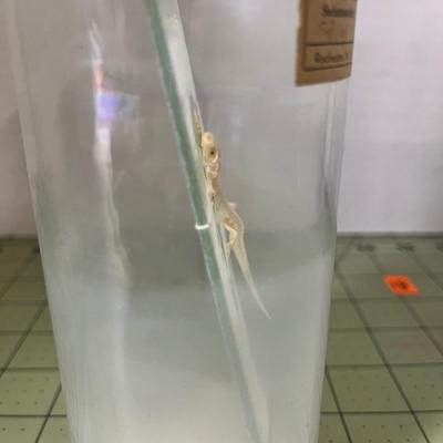 Glass Jar Specimen - Salamander