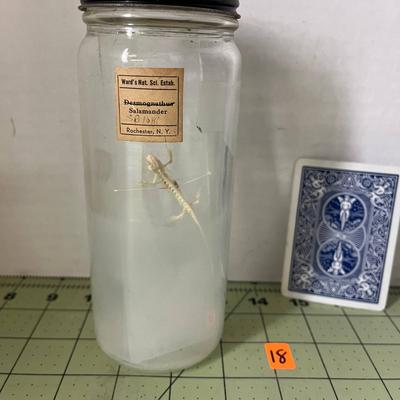 Glass Jar Specimen - Salamander