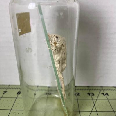 Glass Jar Specimen - Mouse