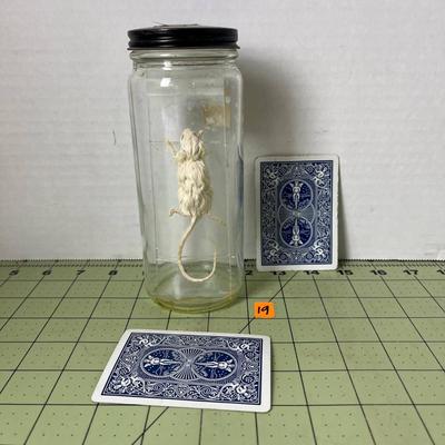 Glass Jar Specimen - Mouse