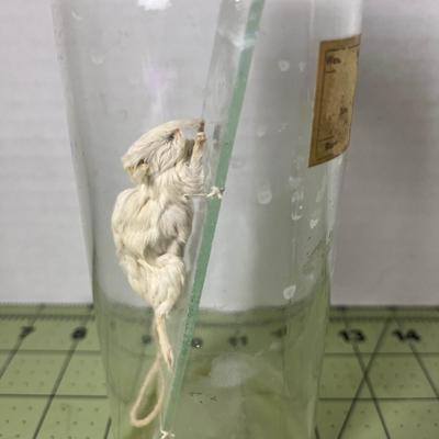 Glass Jar Specimen - Mouse