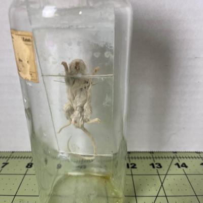 Glass Jar Specimen - Mouse
