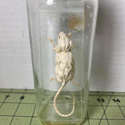 Glass Jar Specimen - Mouse