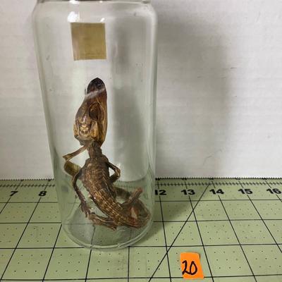 Glass Jar Specimen - Alligator