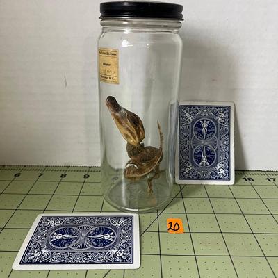 Glass Jar Specimen - Alligator