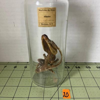 Glass Jar Specimen - Alligator