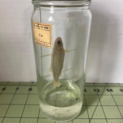 Glass Jar Specimen - Fish