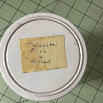Glass Jar Specimen - Teleostei Fish