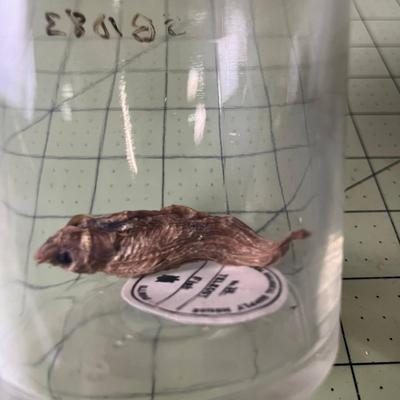 Glass Jar Specimen - Teleostei Fish