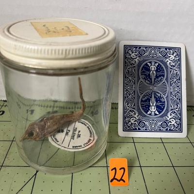 Glass Jar Specimen - Teleostei Fish