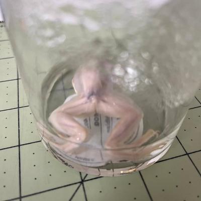Glass Jar Specimen - Amphibia Frog