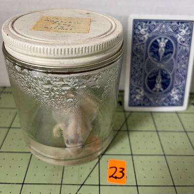 Glass Jar Specimen - Amphibia Frog