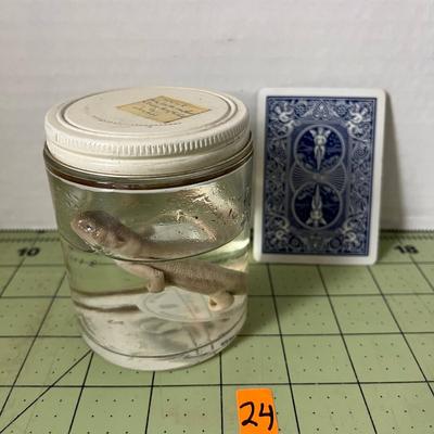 Glass Jar Specimen - Newt Salamander