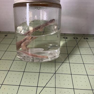 Glass Jar Specimen - Newt Salamander