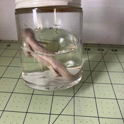 Glass Jar Specimen - Newt Salamander