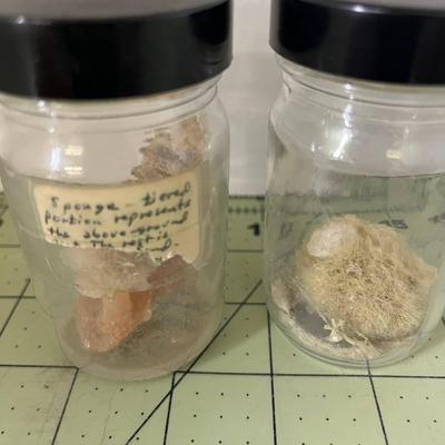 Glass Jar Specimen - Sponge (x2)