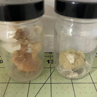 Glass Jar Specimen - Sponge (x2)