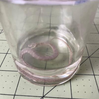 Glass Jar Specimen - Snake