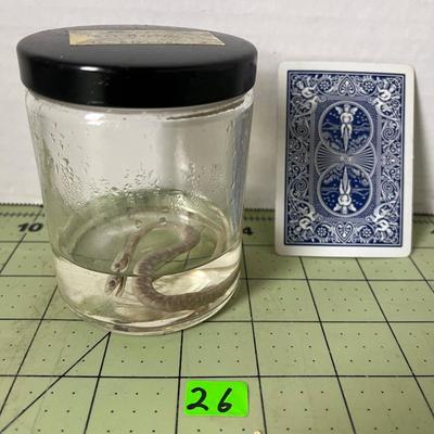 Glass Jar Specimen - Snake