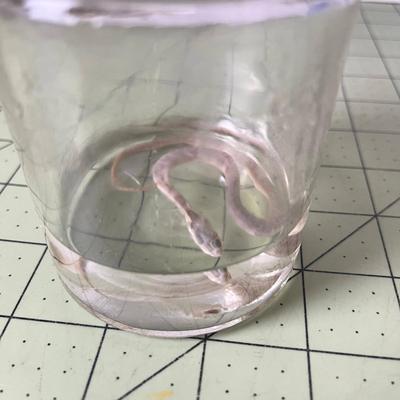 Glass Jar Specimen - Snake
