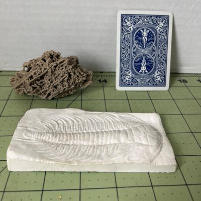 Fossilized Coral and Trilobite Fossil