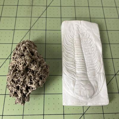 Fossilized Coral and Trilobite Fossil