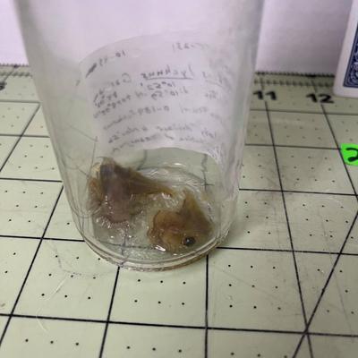 Glass Jar Specimen - Hatchetfish