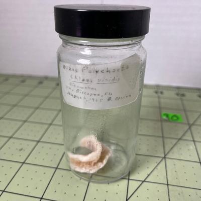 Glass Jar Specimen - Chleen Viridis