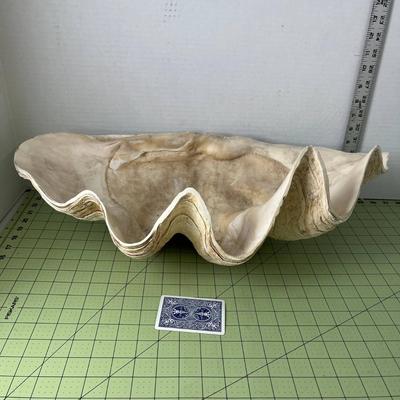 Giant Clam Shell