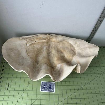 Giant Clam Shell