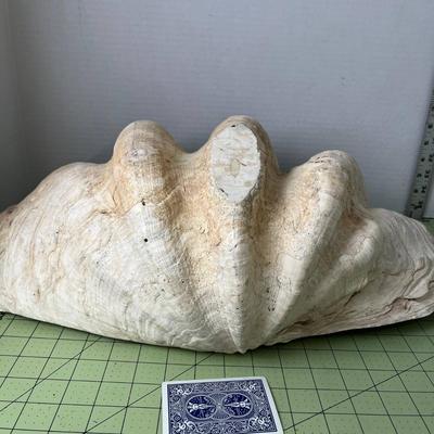 Giant Clam Shell