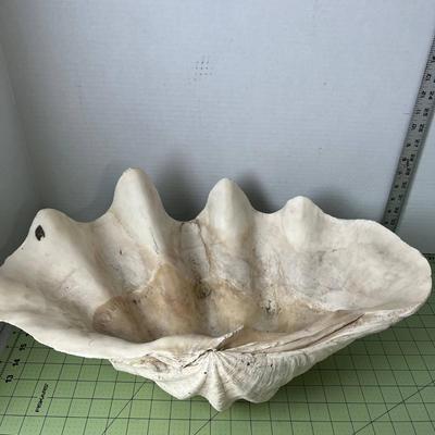 Giant Clam Shell