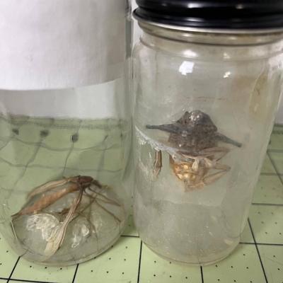 Various Specimen Jars
