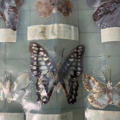 Butterfly Specimen Poster/Chart