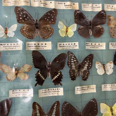 Butterfly Specimen Poster/Chart