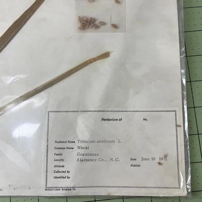 Wheat Specimen