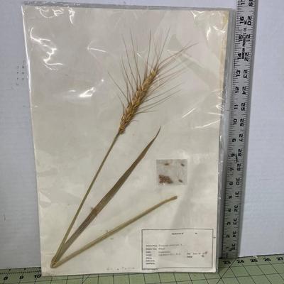 Wheat Specimen