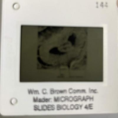 Mader Biology Slides (3 Boxes)