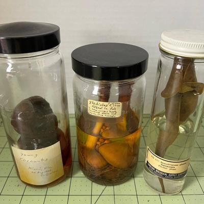 Assortment of Specimen