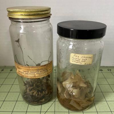 Assortment of Specimen