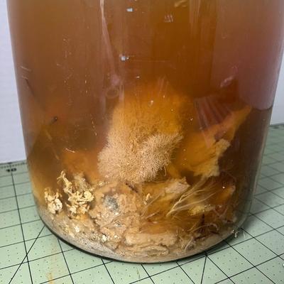Florida Specimen Collection 